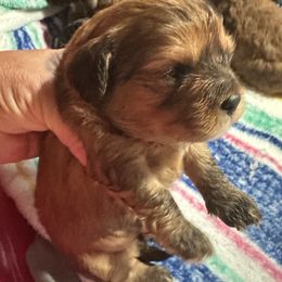 Dark brindle boy - Brown male Cavapoo puppy in Southside, West Virginia from Double Diamond Cavapoos