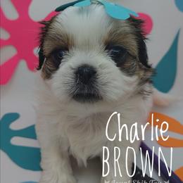 Charlie Brown - Black gold and white male Shih Tzu puppy in Peoria, Arizona from Loyal Shih Tzu