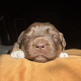 Australian Shepherd Puppies from McElroy Homestead Austrailian Shepherds