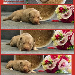 Nami - Red and white female Siberian Husky puppy in Canton, Ohio from Bleu Skies Siberian Huskies