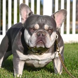 Jaz - French Bulldog
