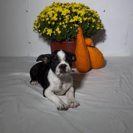 Sasha - Black brindle and white female Boston Terrier puppy in London, Kentucky from Puppy Love