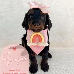 Sugar - Phantom female Goldendoodle puppy in California City, California from Summer Sun Doodles