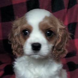 Hans Solo - Blenheim male Cavalier King Charles Spaniel puppy in Franklin, North Carolina from Cavaliers of the County Macon