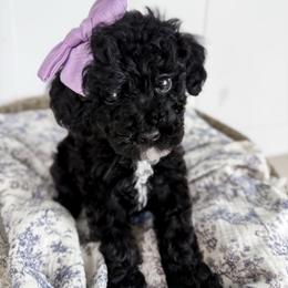 Elle- purple collar girl - Black female Cavapoo puppy in Melbourne, Florida from Space Coast Doodle Co.