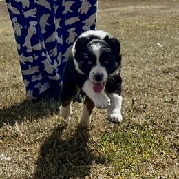 Winter (2 blue eyes) - Black tri-color female Australian Shepherd puppy in Piedmont, Oklahoma from HeartDriven Aussies