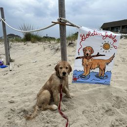 Golden Retriever Puppies from Ruff Life Goldens