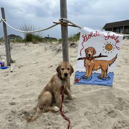 Golden Retriever Puppies from Ruff Life Goldens