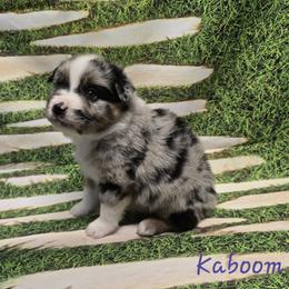 Kaboom - Blue merle male Australian Shepherd puppy in Lakeland, Florida from Diamond P Australian Shepherds
