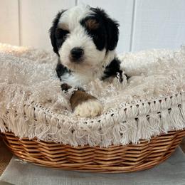 Biscotti - Black tri-color male Aussiedoodle puppy in Omro, Wisconsin from Crystal Ridge Doodles