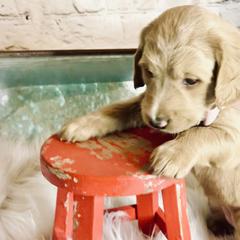 Double Doodle Puppies from North Texas Golden Mountain Doodles