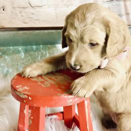 Double Doodle Puppies from North Texas Golden Mountain Doodles
