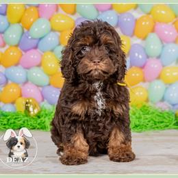 Emerald - Brown and tan female Cockapoo puppy in Connersville, Indiana from Deaz Doodle Ranch