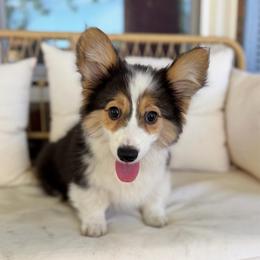 Claussen - Black and tan male Pembroke Welsh Corgi puppy in Columbia, Tennessee from Wiggle B Ranch Corgis