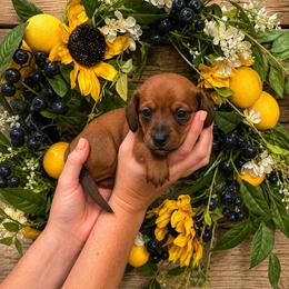 Mulberry - Red male Dachshund puppy in Waco, Georgia from Huff Family Doxies & Doodles