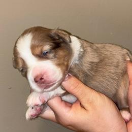 Jenny - Red merle female Toy Australian Shepherd puppy in Princeton, Louisiana from Legacy Hill Aussies