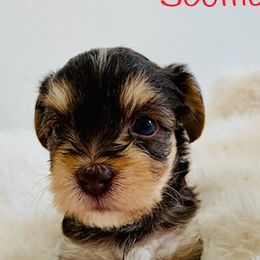 Yorkshire Terriers from MILK & HONEY 3:13 DREAM YORKIES LLC