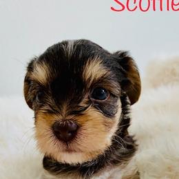 Yorkshire Terriers from MILK & HONEY 3:13 DREAM YORKIES LLC