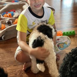 Poodle Puppies from Poodle Plus