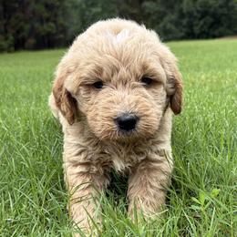 Black - Cream male Goldendoodle puppy in Winston, Georgia from Grandview Goldendoodles