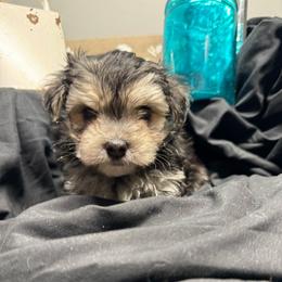 Marley - Black & tan tri-color male Morkie puppy in Taylorsville, North Carolina from Mountain Top Hot Tailz