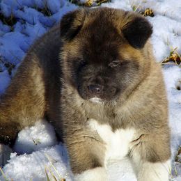 Akita Puppies from Akitas by Denali