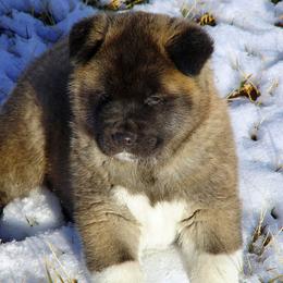 Akita Puppies from Akitas by Denali