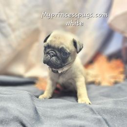 White - Fawn male Pug puppy in Kodak, Tennessee from My Princess Pugs