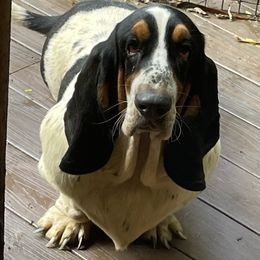 Hoku - Basset Hound