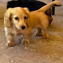 English Cream boy - Cream male Dachshund puppy in Redmond, Oregon from Glossy Doxies