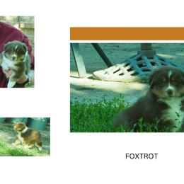 Foxtrot - Red tri-color female Australian Shepherd puppy in Cape Girardeau, Missouri from Promise Keeper Kennel