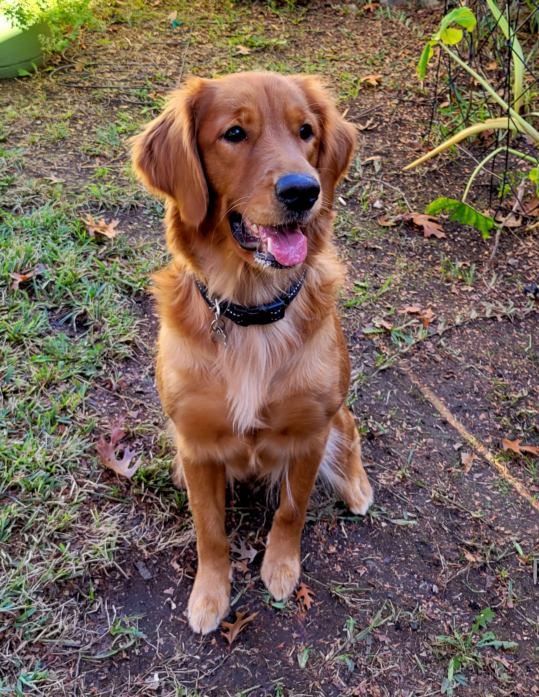 Bell - Golden Retriever