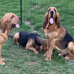 Bloodhounds from Nozenears Bloodhounds