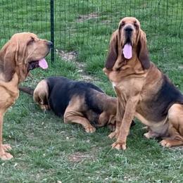 Bloodhounds from Nozenears Bloodhounds