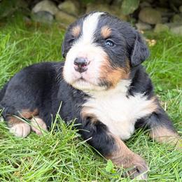 Green collar - Black rust and white male Bernese Mountain Dog puppy in Sugarcreek, Ohio from Angel Valley Berners