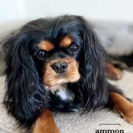 Cozy - Cavalier King Charles Spaniel