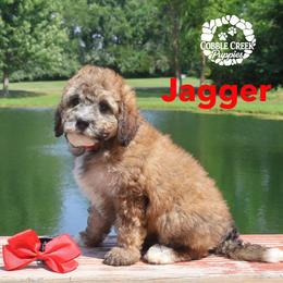 Jaggar - Sable male Bernedoodle puppy in Heyworth, Illinois from Cobble Creek Puppies