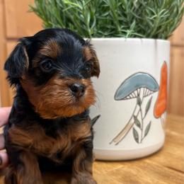 Ranger - Black and tan male Yorkipoo puppy in Carlotta, California from Lost Coast Poodles and Doodles