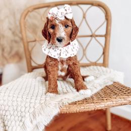 Sienna - Red  female Goldendoodle puppy in Chesapeake, Virginia from Buck's Pups