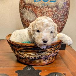 Snowball - Cream male Goldendoodle puppy in Cambridge, Minnesota from Country Meadow Doodles
