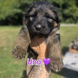 Uno - Black and red female German Shepherd puppy in Coplay, Pennsylvania from WSK9 By My Side