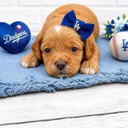 Dodger - Caramel female Australian Labradoodle puppy in Denton, Texas from Liberty Hill Labradoodles