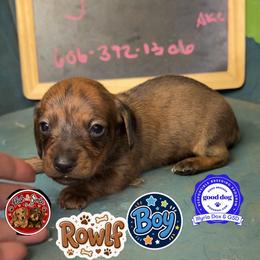 Rowlf - Brindle male Dachshund puppy in Livingston, Kentucky from Illyria Dox & GSD