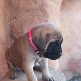 Dozer - Apricot Mastiff puppy in Honey Brook, Pennsylvania from Peter Moser's Mastiffs