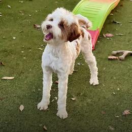 Ramen - Australian Labradoodle