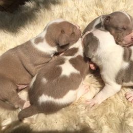 American Bully Puppies from SouthernCharm Kennel (SCP)