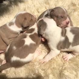 American Bully Puppies from SouthernCharm Kennel (SCP)