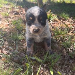 Girl 1 - Blue female Australian Cattle Dog puppy in Irvington, Kentucky from Dry Valley’s Australian Cattle Dogs