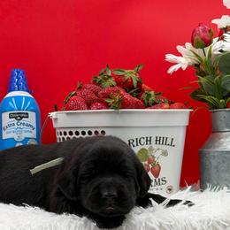 Teal - Black female Labrador Retriever puppy in Heath Springs, South Carolina from Rich Hill Retrievers
