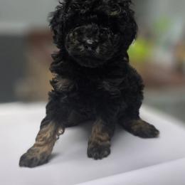 Peter - Phantom male Goldendoodle puppy in Decatur, Tennessee from Diamond's Doodles